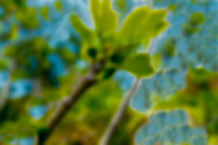 Fig tree with fruit ovary on cloudy sky background. Blurred viewの写真素材