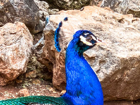 Close up male peacock, which has very long tail feathers that have eye-like markings and erected and fanned out in displayの写真素材