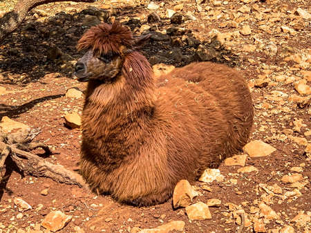 Portrait of unkempt red-haired female alpaca with bang and a pretty muzzle lies on rocky ground in an aviary on a farmの写真素材