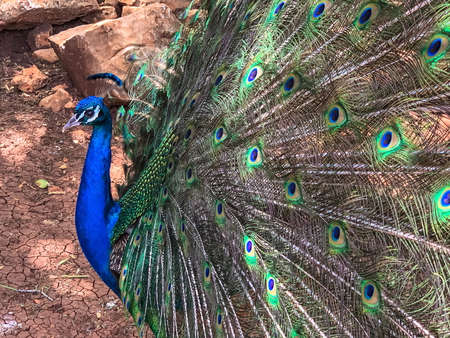 Close up male peacock, which has very long tail feathers that have eye-like markings and erected and fanned out in displayの写真素材