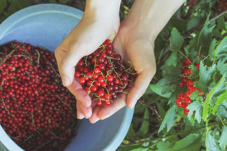 Handful of farmer with red currants, bucket and bush. Delicious juicy berries in the garden, harvest. The concept of organic farming.の写真素材