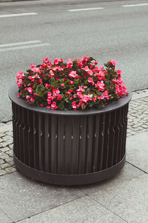 Beautiful begonia flowers in the flowerbed on the city streets near the road.の写真素材