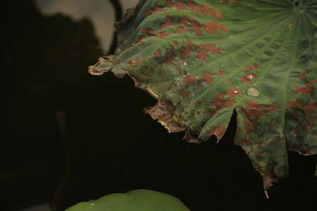 Lotus leaf close up viewの写真素材