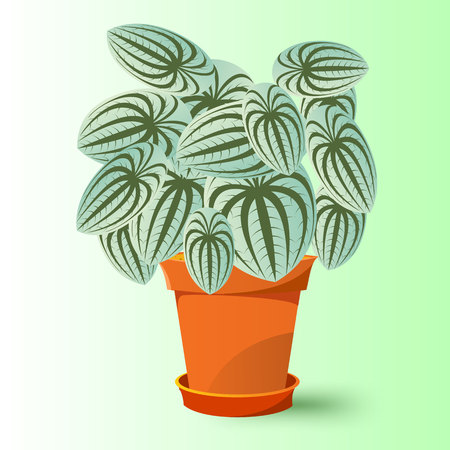 vector illustration of peperomia marmorata plant in a potのイラスト素材
