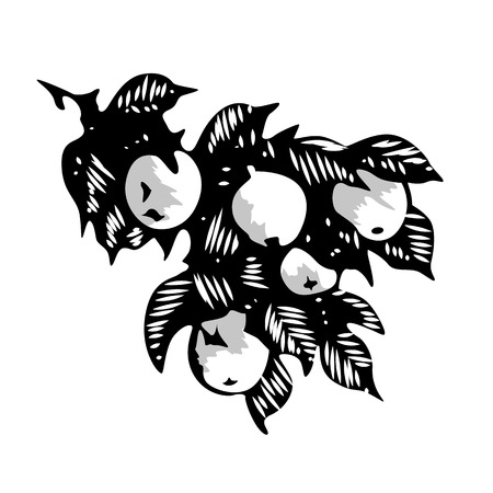 Branch of apple tree with leaves and fruit, monochrome hand drawn illustration on white backgroundのイラスト素材