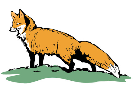 Fox sketch. Color hand drawn illustration isolated on white background.のイラスト素材