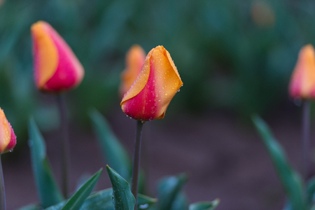 Orange and red tulipsの写真素材