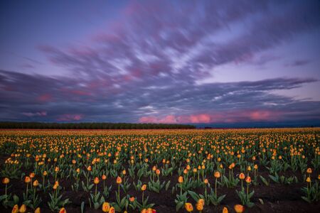 Stormy sunset sky over vibrant field of spring tulipsの写真素材