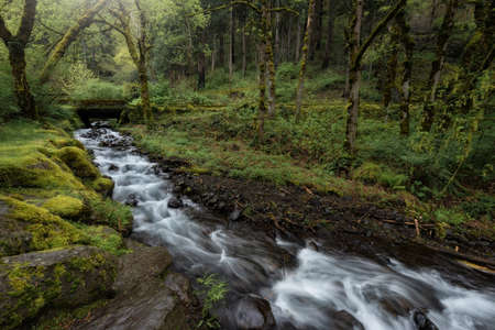 A long exposure shot of a stream flowing through a forest in Scotlandの写真素材
