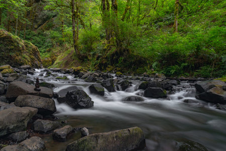 Long exposure of a stream flowing through a green forest in New Zealand