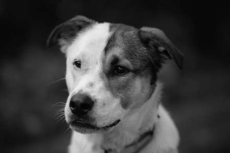 Portrait of a mixed breed dog. Black and white photo.の写真素材