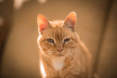 Portrait of a ginger cat with blue eyes. Selective focus.の写真素材