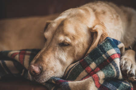 Labrador retriever dog with plaid blanket. Retriever is resting at home.の写真素材