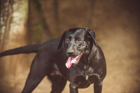 Portrait of a black labrador retriever dog with tongue outの写真素材