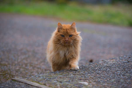 Cute ginger cat sitting on the sidewalk. Selective focus.の写真素材