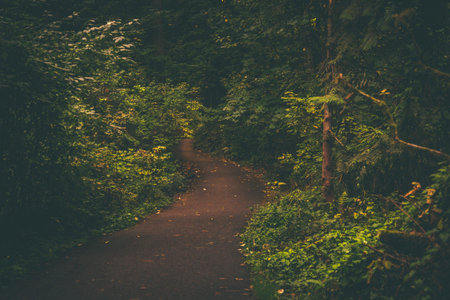 Pathway in the forest. Pathway in the forest. Nature background