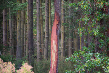 Pine tree trunk in the middle of a coniferous forestの写真素材