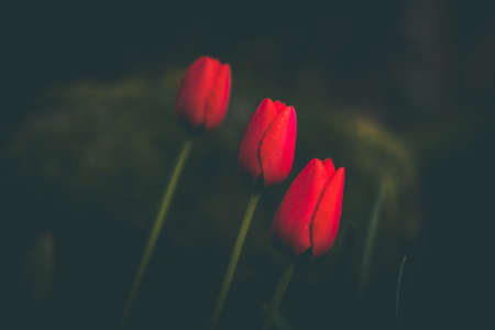 Red tulips on a dark background. Selective focus. Toned.の写真素材