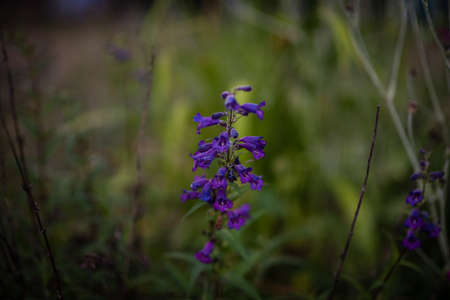 A selective focus shot of a purple salvia flower in a fieldの写真素材
