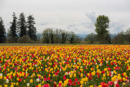 Tulip fields in the spring time. Colorful tulips in the field.の写真素材