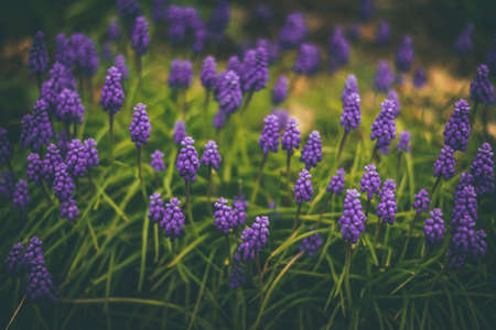 Blue grape hyacinths in the spring garden. Spring backgroundの写真素材