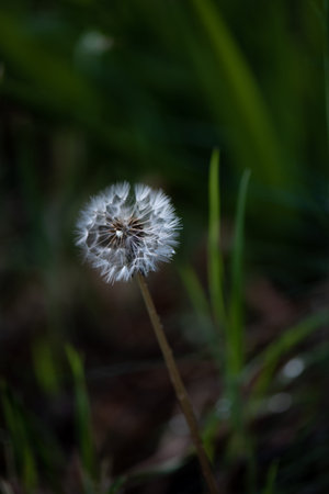 Dandelion flower on the background of green grass in the forest