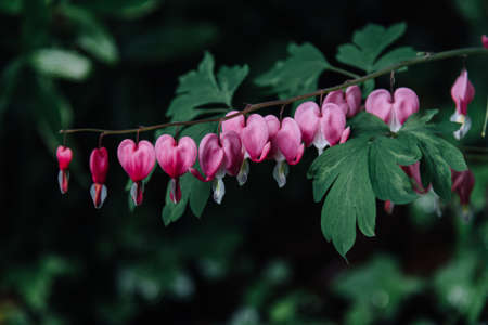 Lamprocapnos spectabilis ( bleeding heart) is a species of flowering plant in the family Dicentra.の写真素材