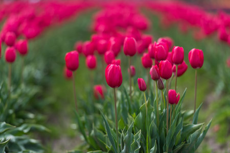 Beautiful red tulips in the field. Selective focus.