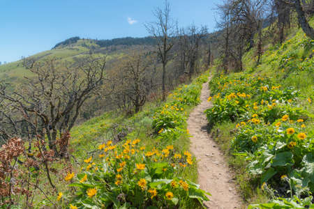 Path in the mountains with blooming yellow sunflowers and blue skyの写真素材