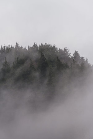 Foggy morning in the Carpathian mountains, Ukraine.の写真素材