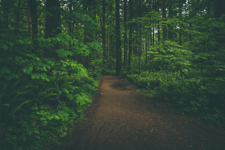 Pathway in the green forest. Pathway in the woods.の写真素材