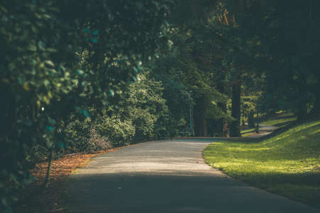 A shot of a road in a park with trees and grass.の写真素材