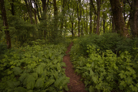 Hiking trail in a green deciduous forest in springtime
