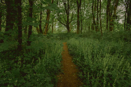 A path through a green forest in springtime. High quality photoの写真素材