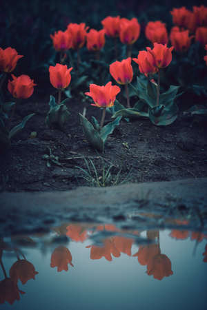 tulips. a bulbous spring-flowering plant of the lily family, with boldly colored cup-shaped flowers.の写真素材