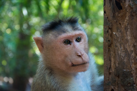 Monkey peeking out from behind a tree