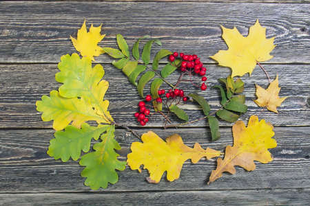 Oak leaves and rowan berries on a wooden backgroundの写真素材