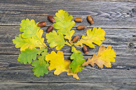 Oak leaves and acorns on a wooden backgroundの写真素材