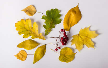 Leaves of different trees and rowan berries on a white backgroundの写真素材