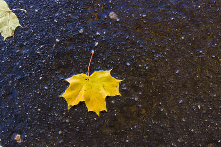 Fallen yellow maple leaf on the wet asphaltの写真素材