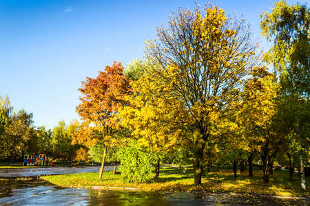 Trees with colorful leaves in autumn park after rain. Sunshine. Blue sky.の写真素材