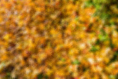 Blurred autumn fallen leaves backgroundの写真素材