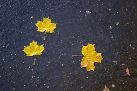 Maple leaves on the pavement. Autumn. Rain.の写真素材