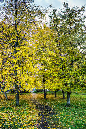 Bright autumn trees in the park. Yellow leaves.の写真素材