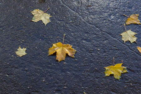 Autumn, rain, wet leaves on the ground.の写真素材