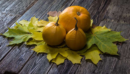 Pumpkins on a maple leaf. Wooden background.の写真素材