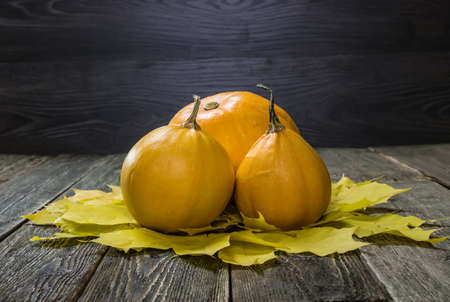 Beautiful pumpkins on dark wooden background. Autumn Festival. Thanksgiving Day. Halloween.の写真素材