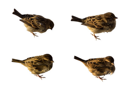 Sparrows set isolated on white background. Sparrow and House Sparrow, (Passer domesticus, Passer...
