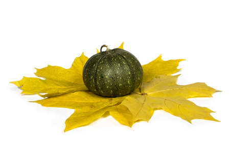 Pumpkin with autumn maple leaves on a white background. Close-up. Copy space. Autumn theme.の写真素材