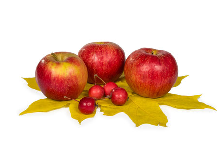 Bright apples with autumn maple leaves on a white background. Close-up. Copy space. Autumn theme.の写真素材